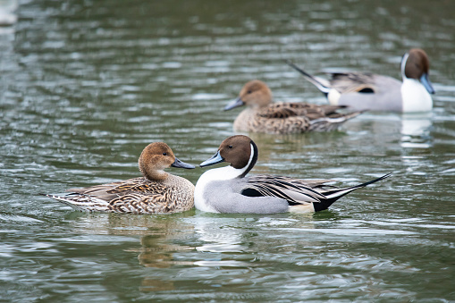 Couple of northern pintail kiss before another couple on a pond in winter.