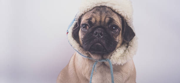 istock Funny Pug Puppy on white background. 1093200294
