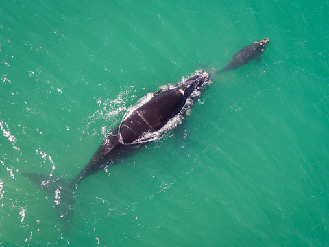 A mother and baby Humpback whale swimming in the bay near Cape Town South Africa