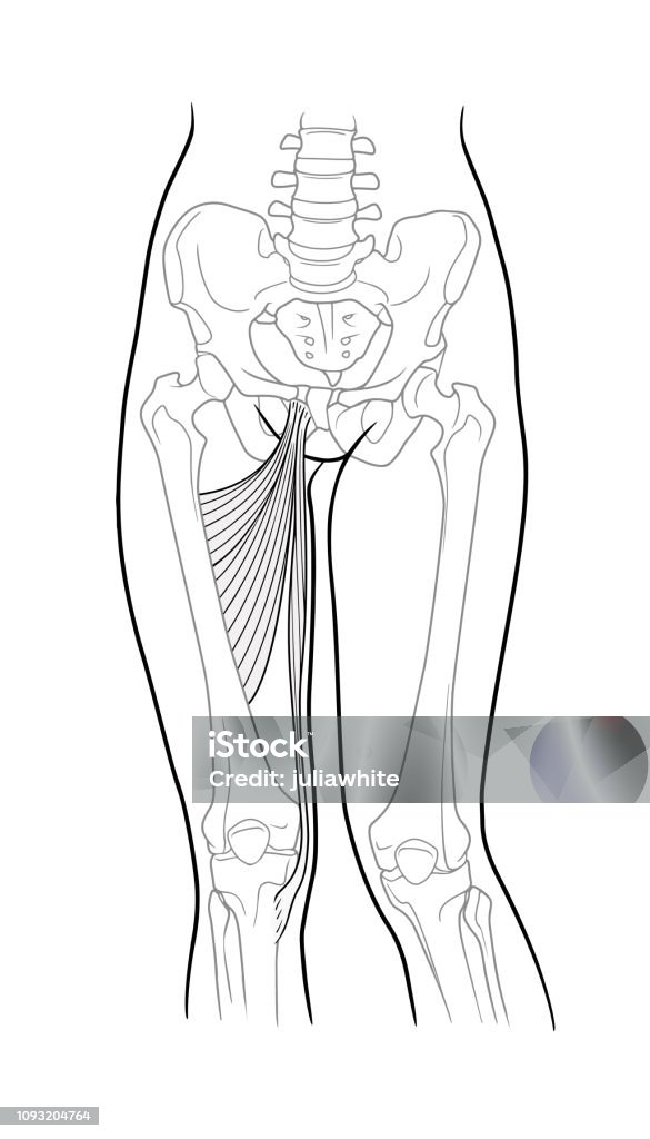 Thin thigh muscle, long adductor hamstrings, short adductor femur Thin thigh muscle, long adductor hamstrings, short adductor femur and female skeleton and bones of the legs, front view. On a white background Anatomy stock vector