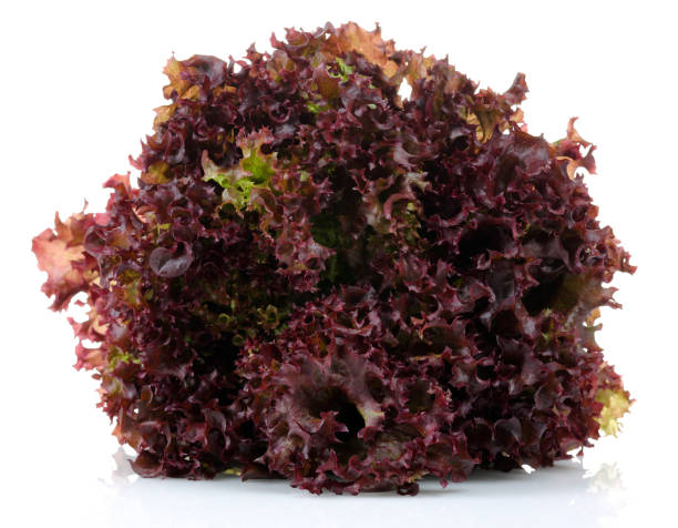 Fresh red lettuce isolated on white background Fresh red lettuce isolated on white background green leaf lettuce stock pictures, royalty-free photos & images