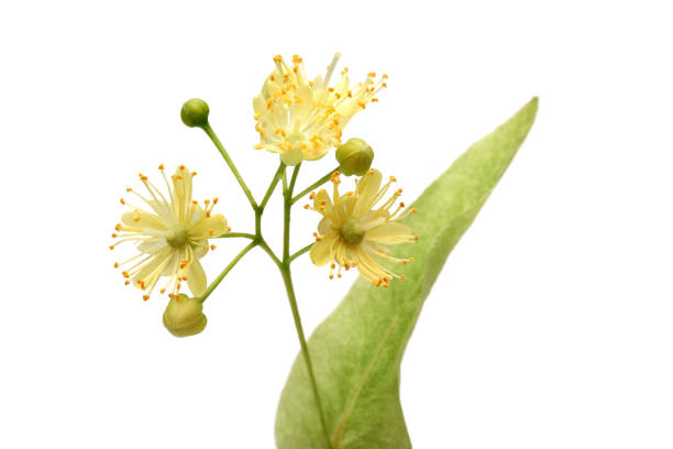 istock Fresh linden flowers with leaves 1093206680