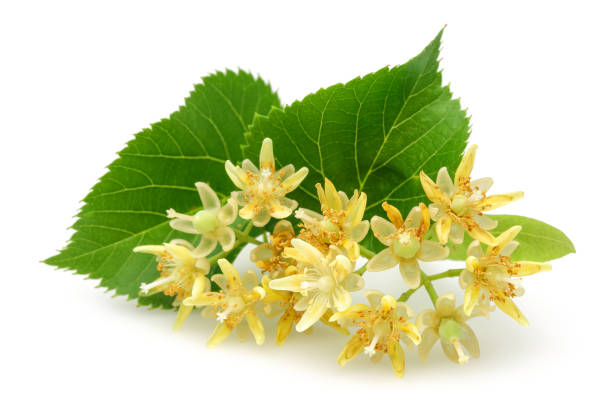 istock Fresh linden flowers with leaves 1093206812