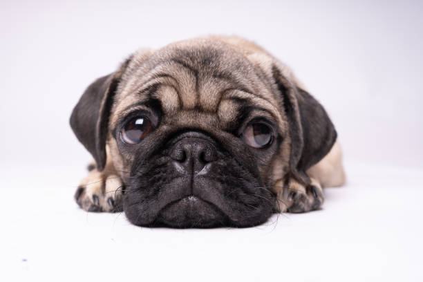 istock Pug, dog on white background. 1093207508