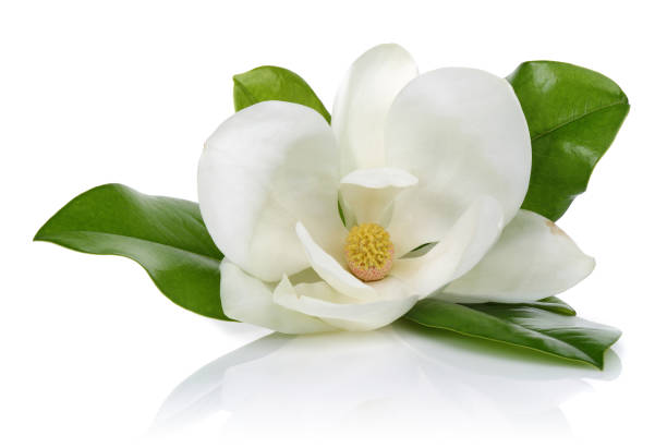 flor de magnolia con hojas - magnolia single flower flower spring fotografías e imágenes de stock