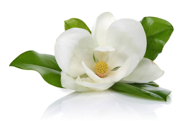 istock Magnolia flower with leaves 1093207516