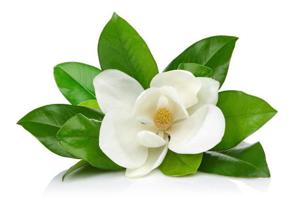 kwiat magnolii z liśćmi - magnolia white blossom flower zdjęcia i obrazy z banku zdjęć