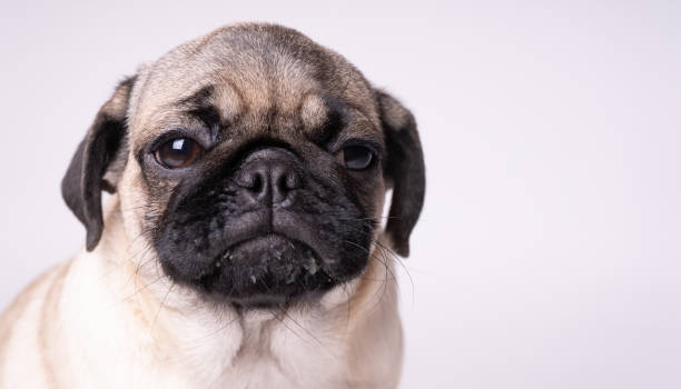 istock Pug, dog on white background. 1093207560
