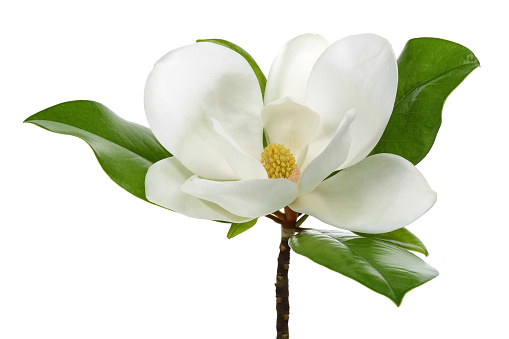 Close up view of blooming branch of magnolia on blurred nature background