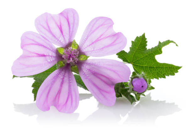 Mallow plant with flowers and leaves isolated on white background