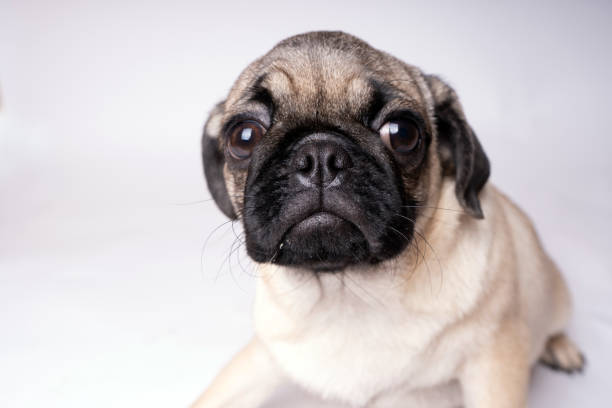 istock Pug, dog on white background. 1093208680