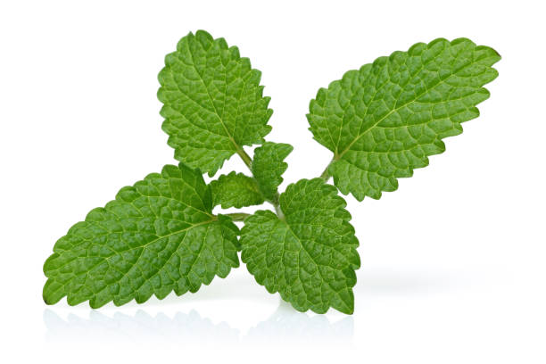 istock Melissa, lemon balm isolated on white background 1093209446