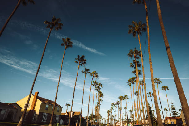 istock palm tree in los angeles 1093209692