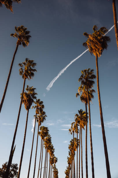 palm tree in los angeles