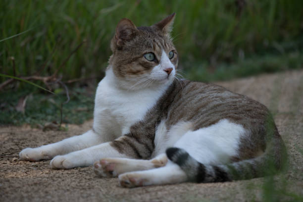 tawny long tailed cat sitting in yard  looking at camera