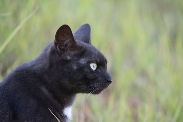 Wild cat in nature at a public park