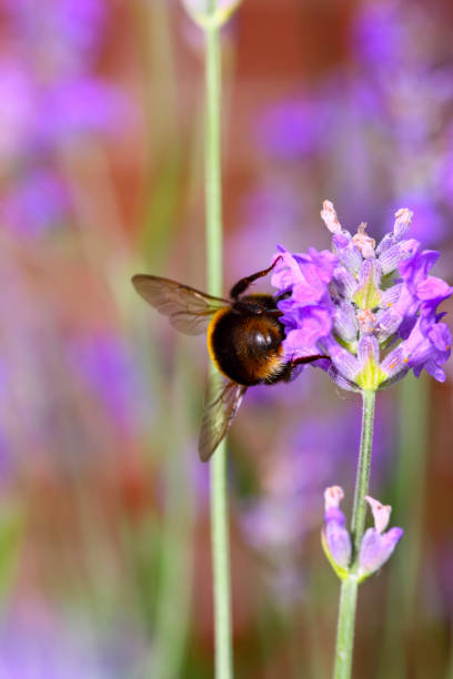 istock Bumble bee pollinating lavender flowers 1093214346