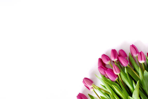 istock Fresh Pink tulips. A bouquet of spring flowers 1093214608