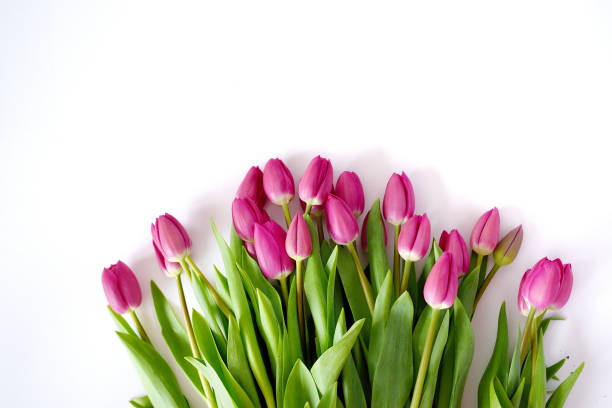 istock Fresh Pink tulips. A bouquet of spring flowers 1093214618