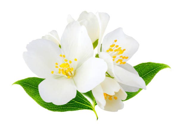 istock Jasmine flowers isolated on white background 1093217088