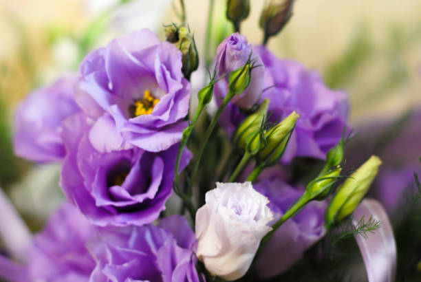 Beautiful flowers of purple eustoma