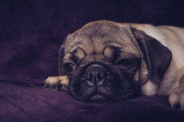 istock pug puppy resting lying on the couch. 1093220248
