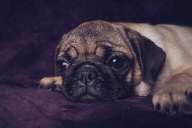 istock pug puppy resting lying on the couch. 1093220280
