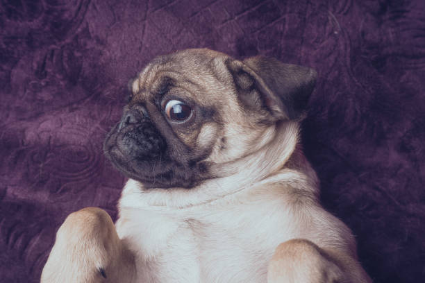 istock pug puppy resting lying on the couch. 1093220326