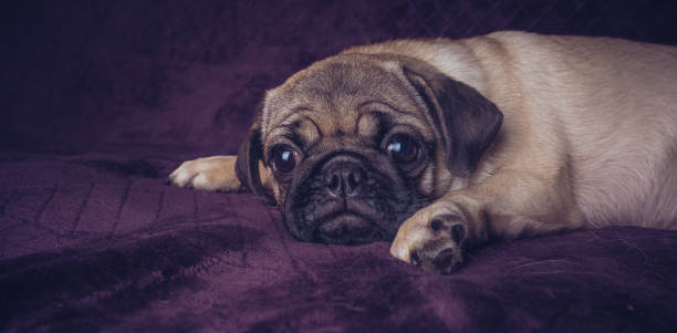 istock pug puppy resting lying on the couch. 1093220596