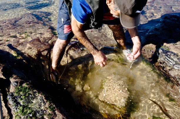 istock Elderly man picking fresh clams (mussels) and seaweeds 1093225590