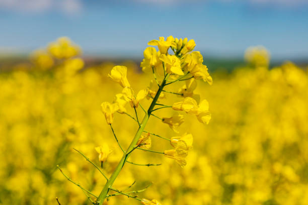 istock Canola Flowers in Spring 1093226960