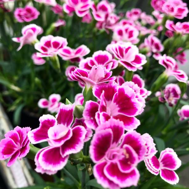 istock Pink summer flowers 1093227220