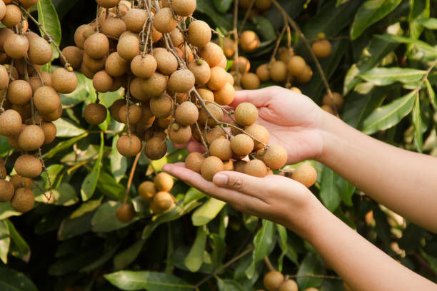 Hand of farmer examinate a quality of Longan tropucal fruit at organic farm