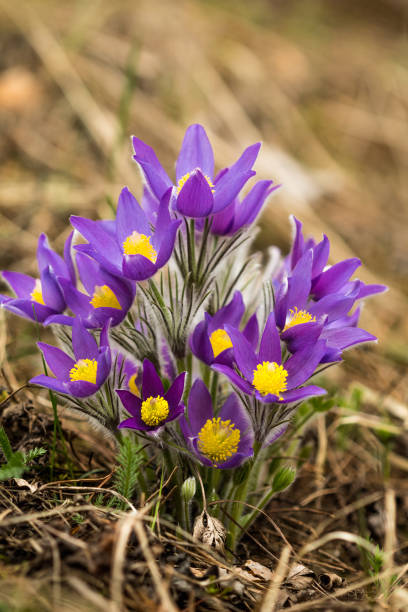 Beautiful bush of wild pasque-flower(Pulsatilla vulgaris) with blossoming buds purple. Close-up