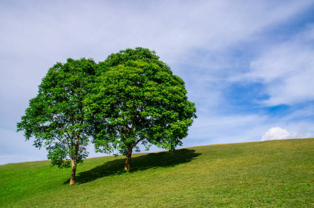 istock twin trees on green hill with cloudy sky 1093230488