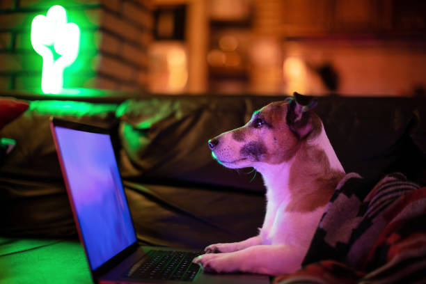 istock Dog working comfortably from home 1093232068