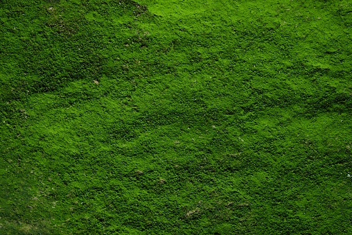 Moss, Forest, Close-up,