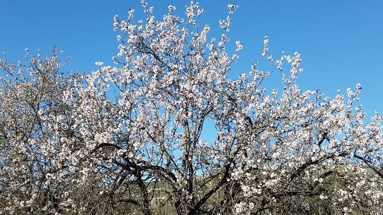 Tree Blossom