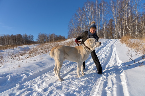 A woman is hugging a Central Asian Shepherd on a winter rural road amid a birch grove.