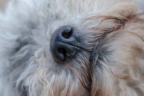 istock close-up photo from a dog nose 1093235788