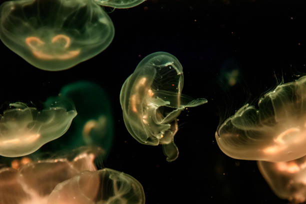 istock macro aurelia aurita semaeostomeae 1093238776