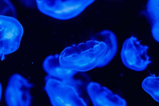istock macro aurelia aurita semaeostomeae 1093238892