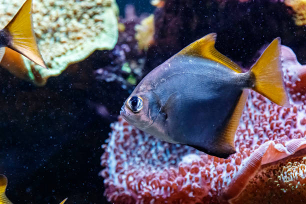 istock macro fish neopomacentrus filamentosus Monodactylidae 1093240100