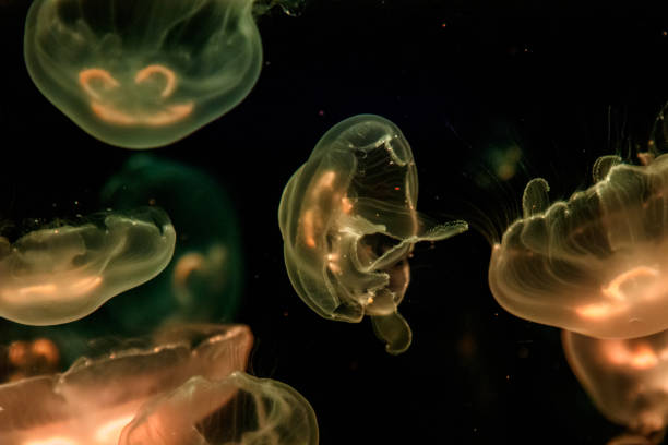 istock macro aurelia aurita semaeostomeae 1093243572
