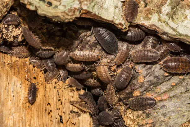 Woodlice gathering on a tree in New England.