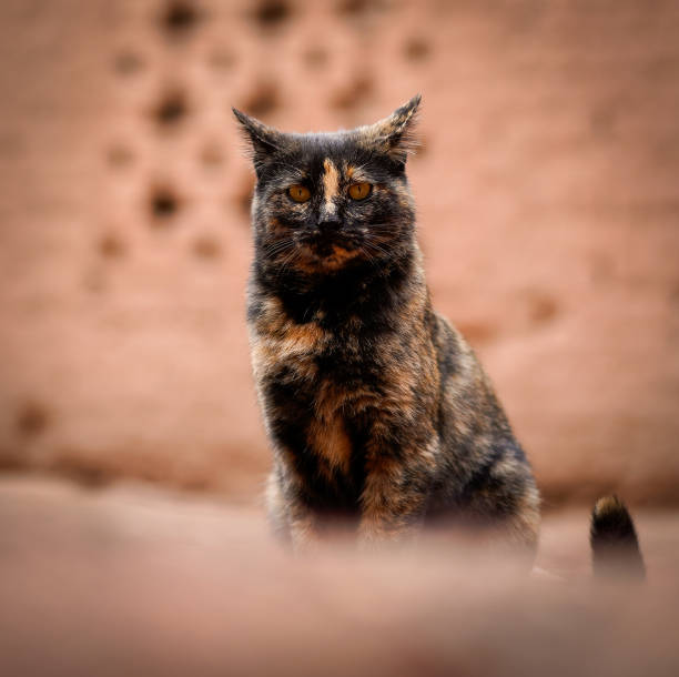 Street Cat Portrait
