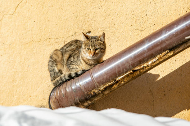 Kitten on the hot stove pipe getting warmer with snow