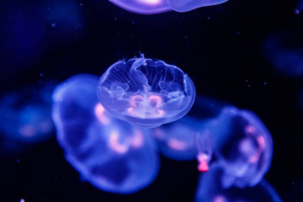 istock macro aurelia aurita semaeostomeae 1093245698