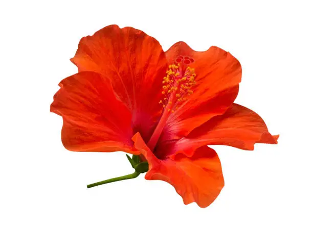 Photo of Scarlet red color hibiscus flower isolated on white background, clipping path included