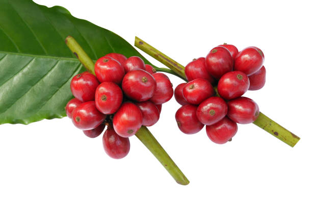 istock Red coffee beans with green leaf isolated on white background, clipping path included 1093245900